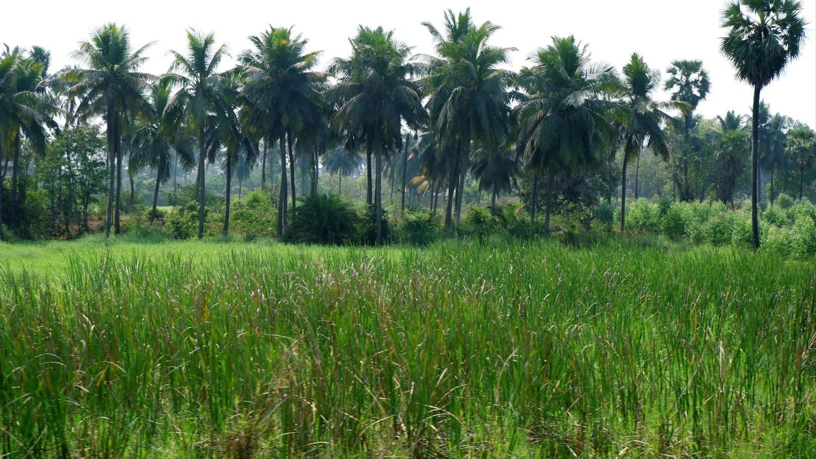 Rice field in Samalkot, Andhra Pradesh, India
