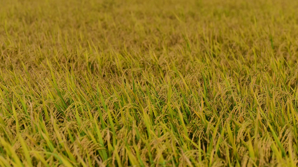 BSB Nanotech at INAGRITECH 2024