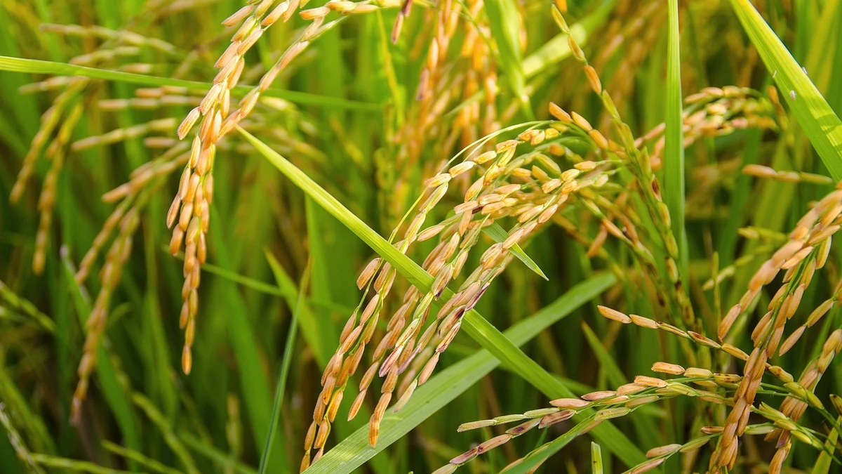 ECO OK Rice Field Trials: Results and Findings