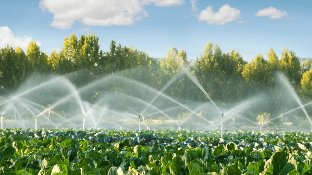 Irrigation sprinklers watering crops