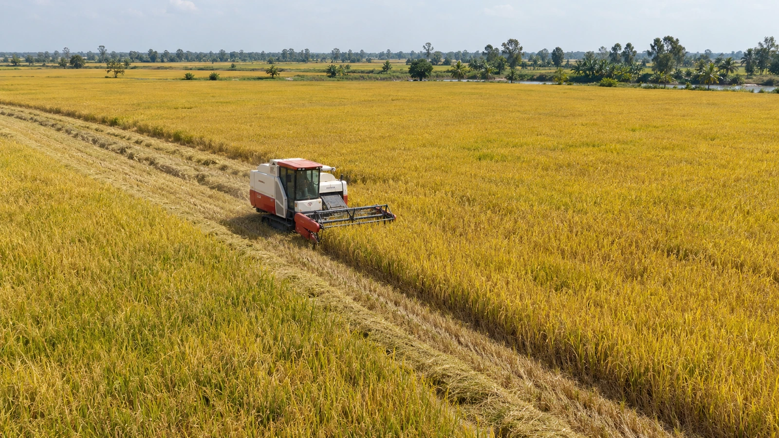 Combine harvesting golden rice — AI illustration